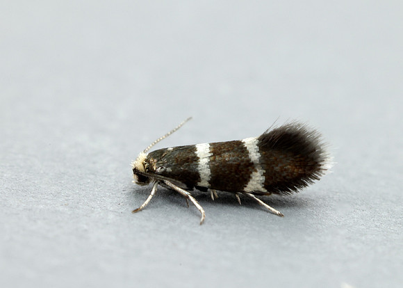 8.005 BF128 Phylloporia bistrigella