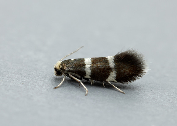 8.005 BF128 Phylloporia bistrigella