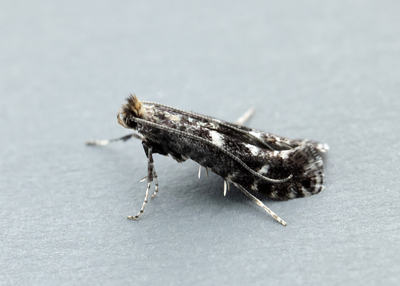 15.028 BF303 Parornix anglicella