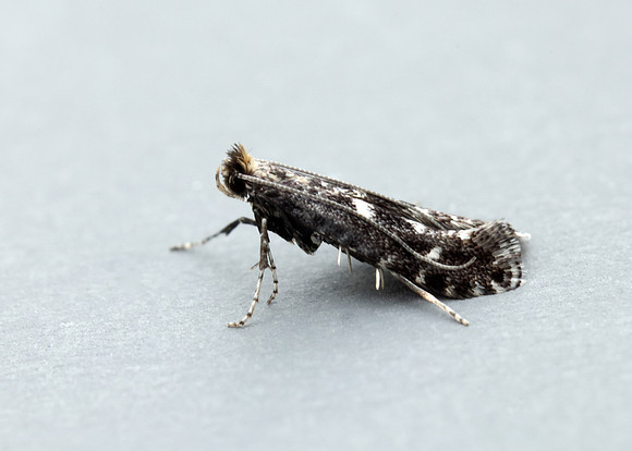 15.028 BF303 Parornix anglicella