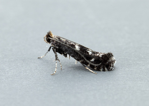 15.028 BF303 Parornix anglicella