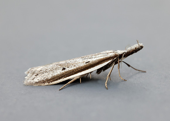 28.025 BF654 Pleurota bicostella