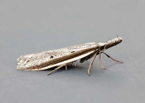 28.025 BF654 Pleurota bicostella