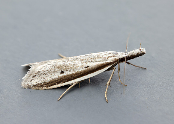 28.025 BF654 Pleurota bicostella