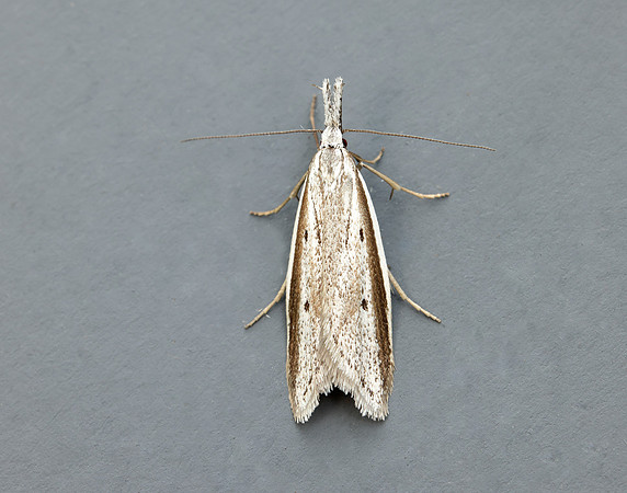 28.025 BF654 Pleurota bicostella