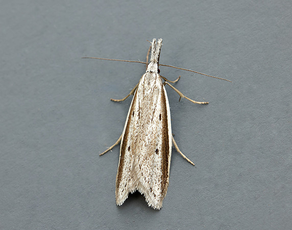 28.025 BF654 Pleurota bicostella