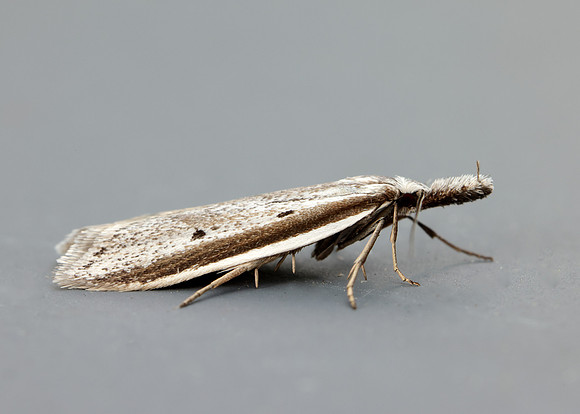 28.025 BF654 Pleurota bicostella
