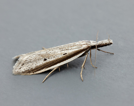 28.025 BF654 Pleurota bicostella