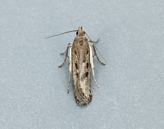 35.017 BF797 Neofaculta ericetella