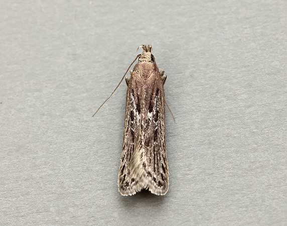 35.017 BF797 Neofaculta ericetella
