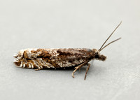 49.201 BF1117 Ancylis unguicella