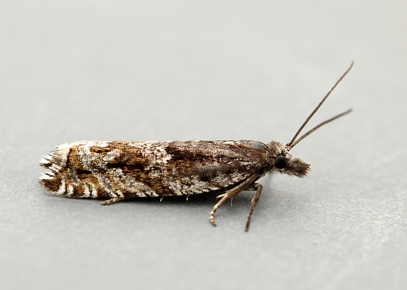 49.201 BF1117 Ancylis unguicella