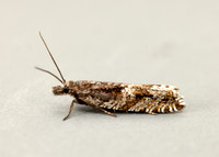 49.201 BF1117 Ancylis unguicella