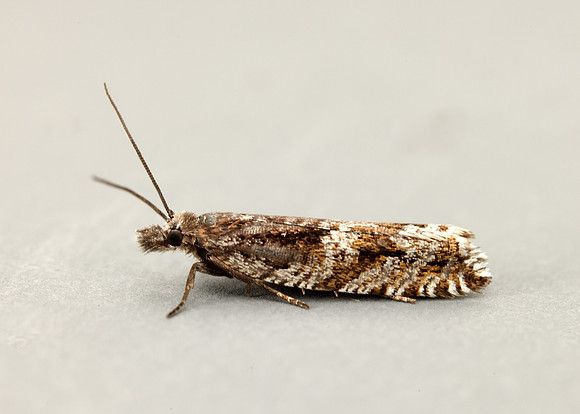 49.201 BF1117 Ancylis unguicella