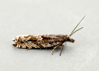 49.201 BF1117 Ancylis unguicella