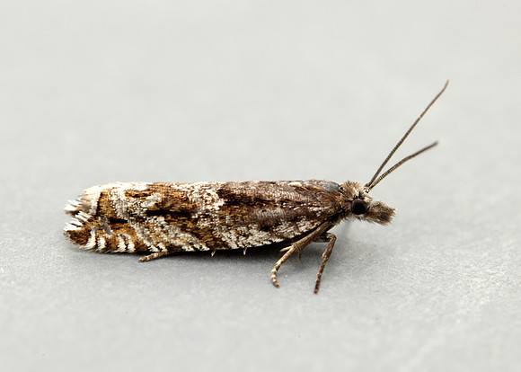 49.201 BF1117 Ancylis unguicella
