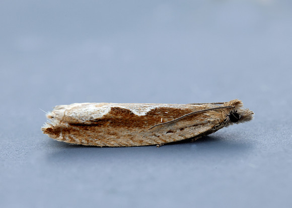 49.207 BF1119 Ancylis geminana