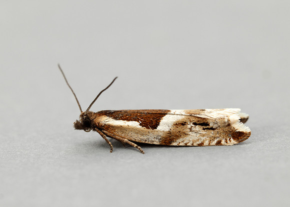 49.211 BF1128 Ancylis myrtillana
