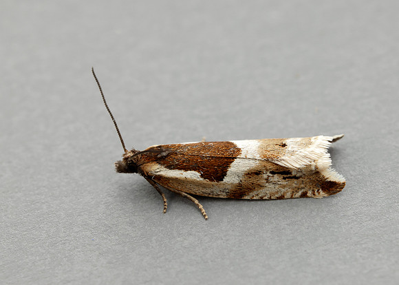 49.211 BF1128 Ancylis myrtillana