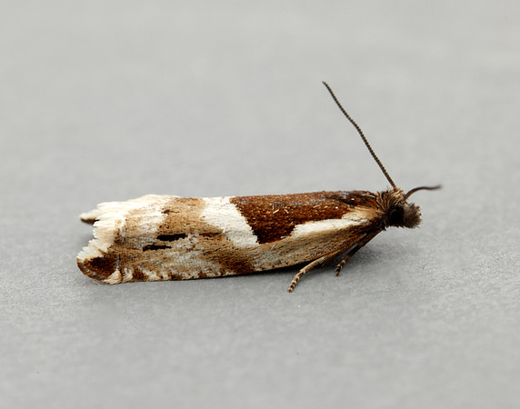 49.211 BF1128 Ancylis myrtillana