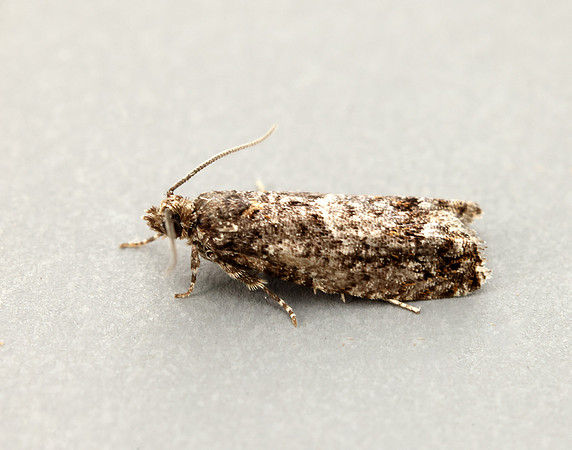 49.240 BF1136 Epinotia immundana