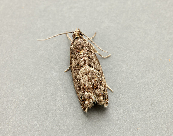 49.240 BF1136 Epinotia immundana
