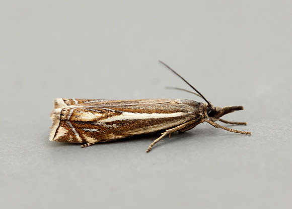 63.086 BF1301 Crambus lathoniellus