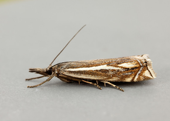63.086 BF1301 Crambus lathoniellus