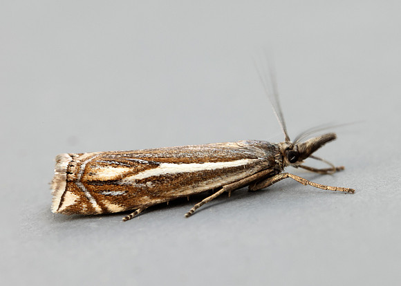 63.086 BF1301 Crambus lathoniellus