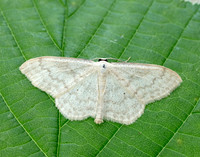 70.027 BF1693 Cream Wave Scopula floslactata