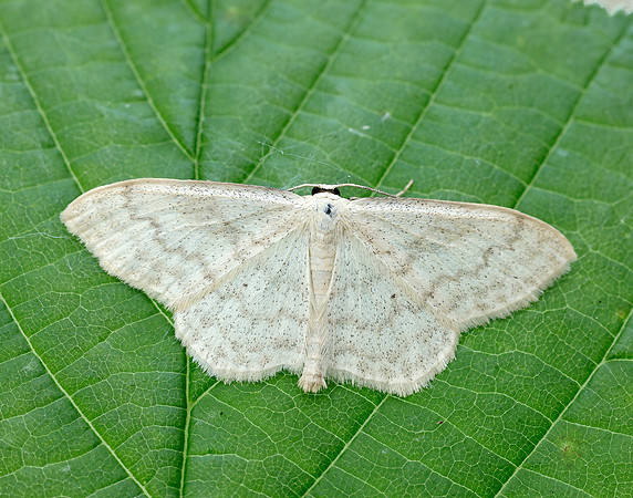 70.027 BF1693 Cream Wave Scopula floslactata
