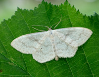 70.027 BF1693 Cream Wave Scopula floslactata