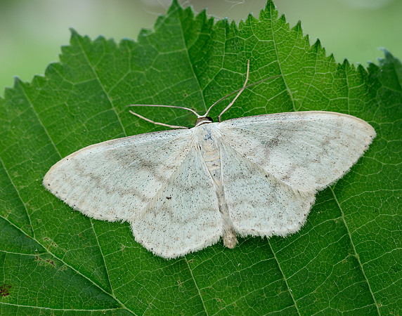70.027 BF1693 Cream Wave Scopula floslactata