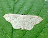 70.027 BF1693 Cream Wave Scopula floslactata