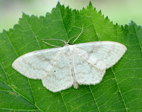 70.027 BF1693 Cream Wave Scopula floslactata