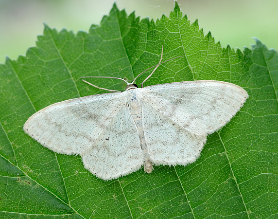 70.027 BF1693 Cream Wave Scopula floslactata