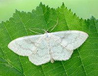 70.027 BF1693 Cream Wave Scopula floslactata