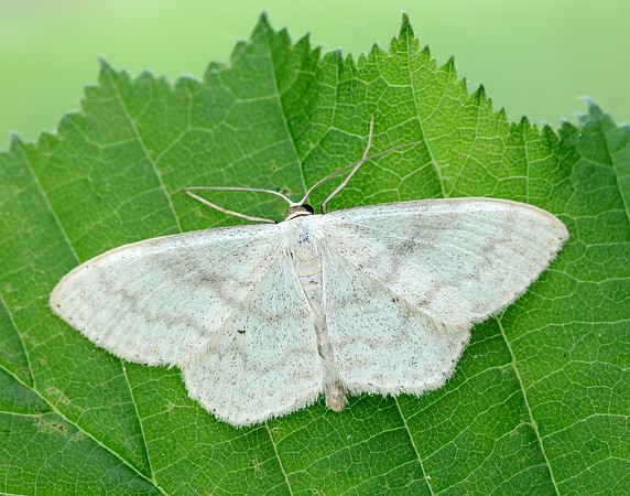70.027 BF1693 Cream Wave Scopula floslactata