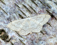 70.027 BF1693 Cream Wave Scopula floslactata
