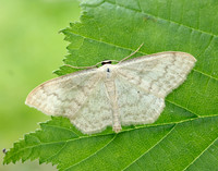 70.027 BF1693 Cream Wave Scopula floslactata