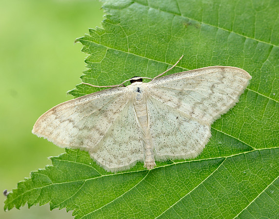 70.027 BF1693 Cream Wave Scopula floslactata