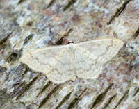 70.027 BF1693 Cream Wave Scopula floslactata
