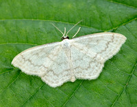 70.027 BF1693 Cream Wave Scopula floslactata