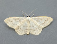 70.027 BF1693 Cream Wave Scopula floslactata
