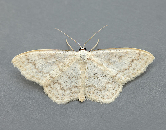 70.027 BF1693 Cream Wave Scopula floslactata