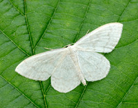 70.027 BF1693 Cream Wave Scopula floslactata