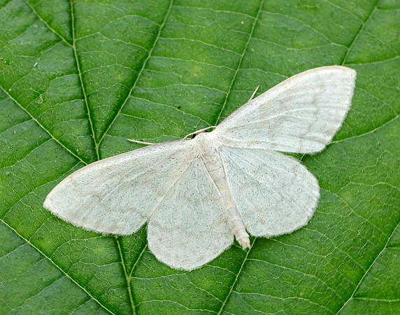 70.027 BF1693 Cream Wave Scopula floslactata