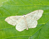 70.027 BF1693 Cream Wave Scopula floslactata