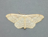 70.027 BF1693 Cream Wave Scopula floslactata
