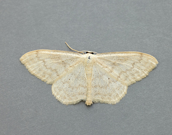 70.027 BF1693 Cream Wave Scopula floslactata